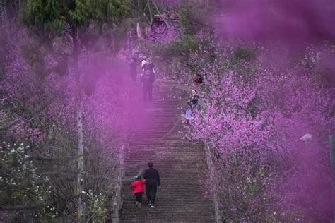 台州临海白水洋千亩油菜花(1) /24图|白水洋|临海|油菜花_新浪新闻