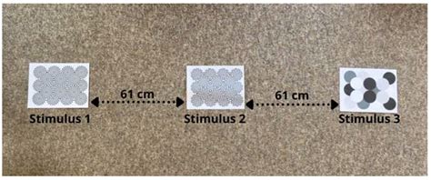 Seeing Things: A Community Science Investigation into Motion Illusion ...