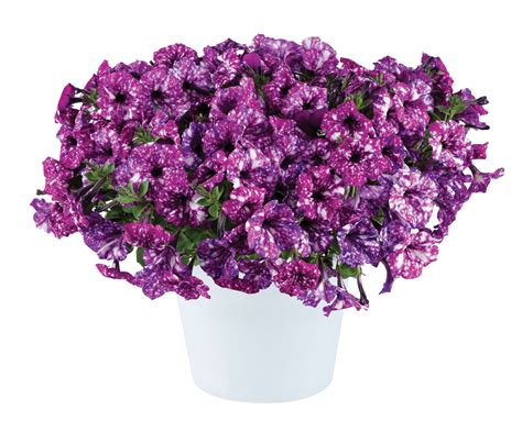 32121 Петуния SPLASH DANCE PURPLE POLKA - купить в Москве в интернет ...