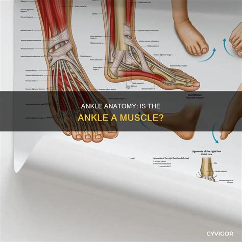 Ankle Anatomy: Is The Ankle A Muscle? | CyVigor