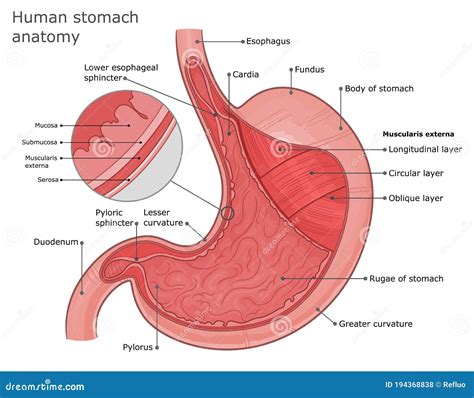 Stomach Anatomy Illustration Stock Vector - Illustration of biology, medicine: 194368838