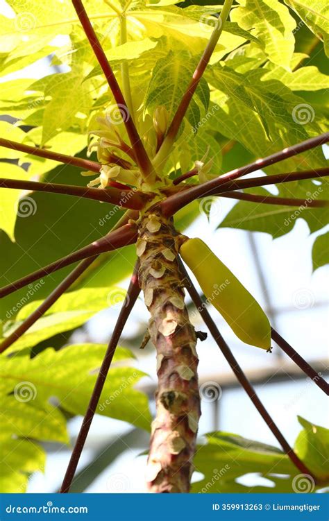 The Carica Papaya Cv. Yellow Dwarf Tree Stock Image - Image of seeds, science: 359913263