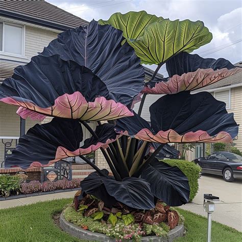 Top 10 Most Stunning Giant Caladium Varieties and How to Grow Them ...