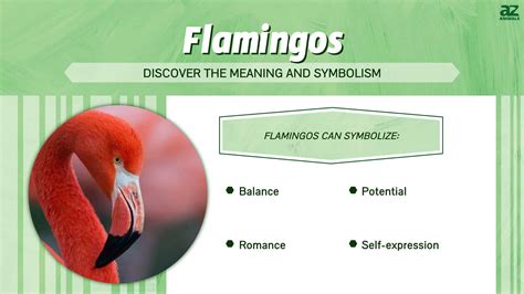 Discover the Meaning and Symbolism of Flamingos - A-Z Animals
