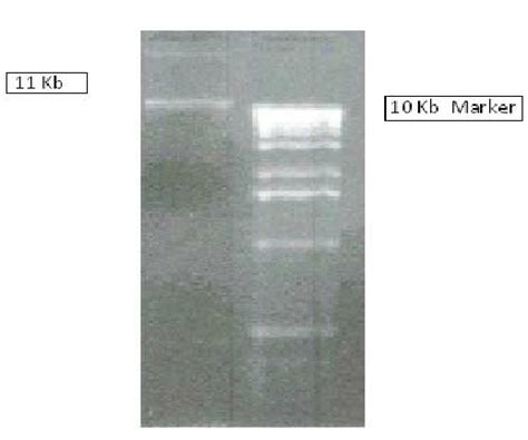 DNA Isolation Animation 的图像结果