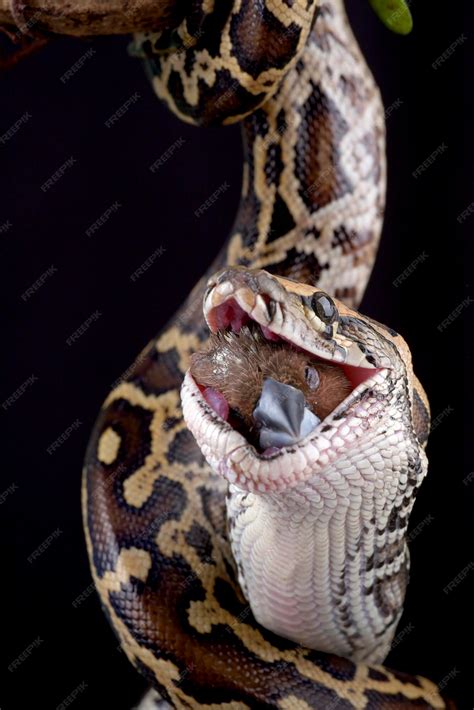 Image result for Giant Python Eating