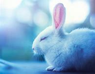 Image result for Cute Pet Bunny Rabbits