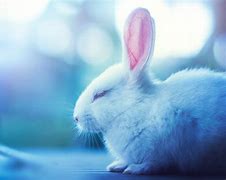 Image result for Cute Rabbit Wallpaper