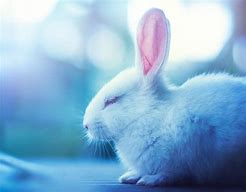 Image result for Bunny and Flowers Background