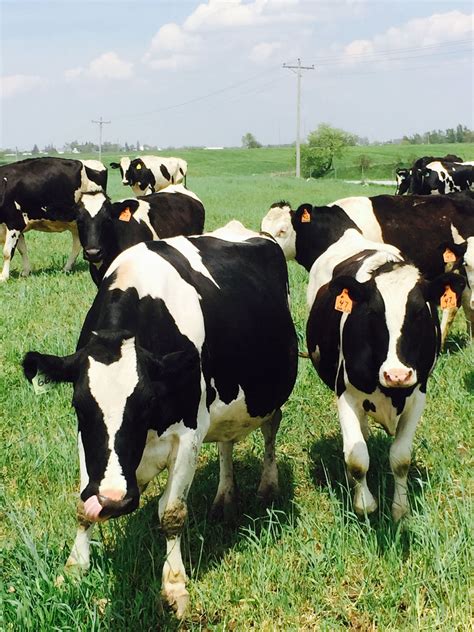 Small Farm Animals 的图像结果