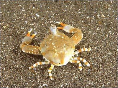 世界上最古怪螃蟹 长相看似 咸蛋超人