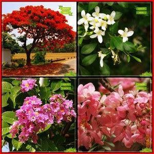 creative farmer Heirloom Seeds Combo Tree Seeds : Delonix Regia, Orange ...