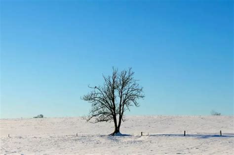 Trees May Not Store As Much Carbon As We Thought, And This Could Affect ...