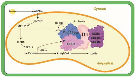 The Structure, Function, and Regulation of Starch Synthesis Enzymes ...