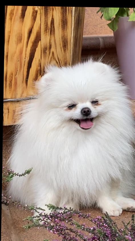 Best Funniest animals 2023 funniest - One News Page VIDEO