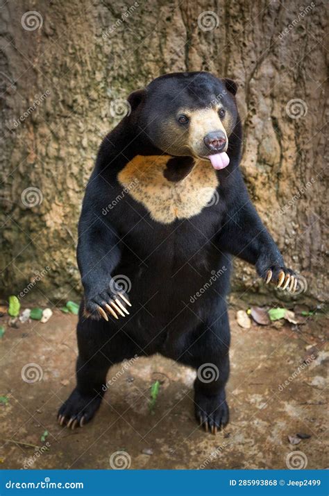 Sun Bear Standing
