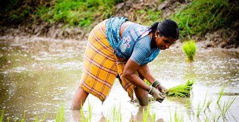 Budget 2025-26 Cuts PMFBY Allocation to Lowest in Seven Years Amid ...