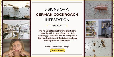 5 Signs Of a German Cockroach Infestation - No Bugs