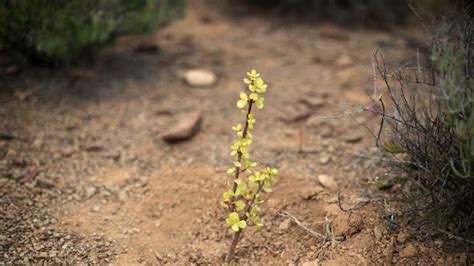 What was the first plant on Earth? How tiny algae sparked biggest ...
