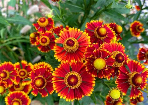 Image result for Dropdown Using HTML