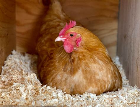 A Guide: Setting Up Live Poultry In Kenya - Fava Herb