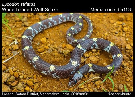 Lycodon striatus (Shaw, 1802) - White-banded Wolf Snake | Reptiles