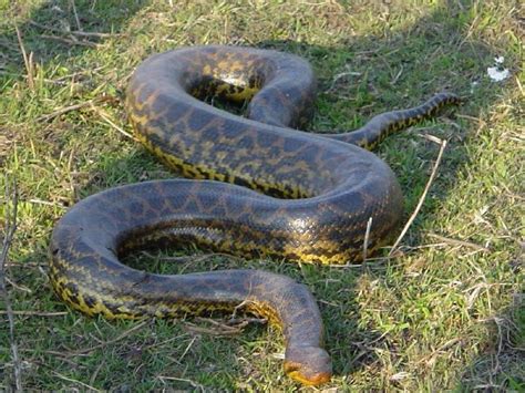 Image result for Anaconda Python Distribution