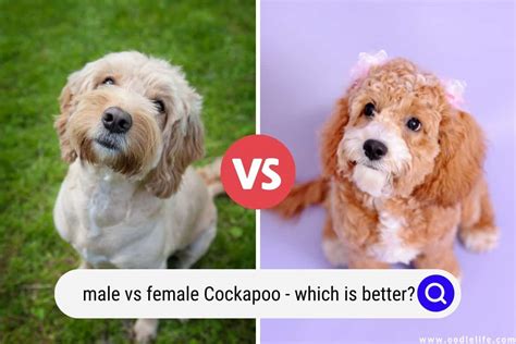 Image result for Female Cockapoo