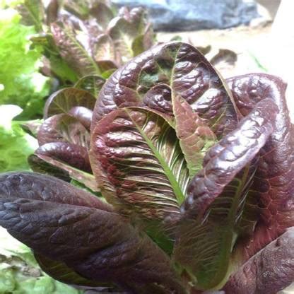 CYBEXIS Lactuca Sativa Red Round Leaves Lettuce Seeds-500 Seeds Seed ...