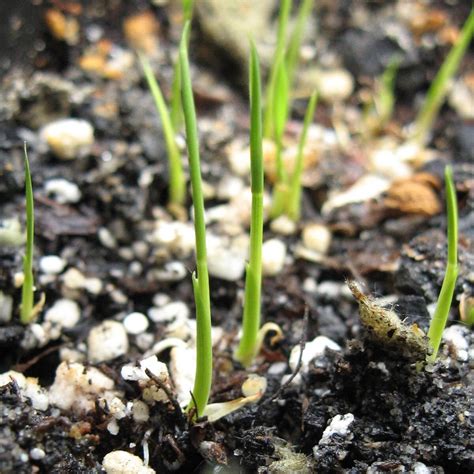 Rice 'Arborio Bianco' (Oryza sativa) seeds