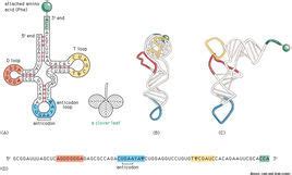 转运RNA图册_360百科