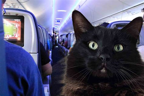 Tips For Traveling With Your Cat On A Plane - Cat Bytes