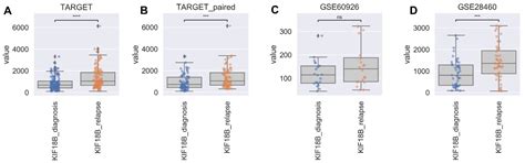 Role of kif2c, A Gene Related to ALL Relapse, in Embryonic ...