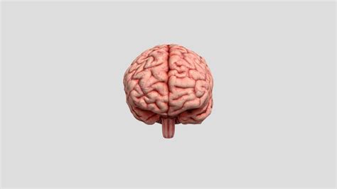 Image result for Brain Machine Learning Vector