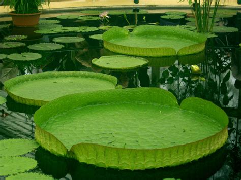 Giant Lily Pads at Kew Gardens