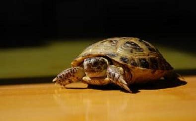 梦见乌龟是什么意思-起名网