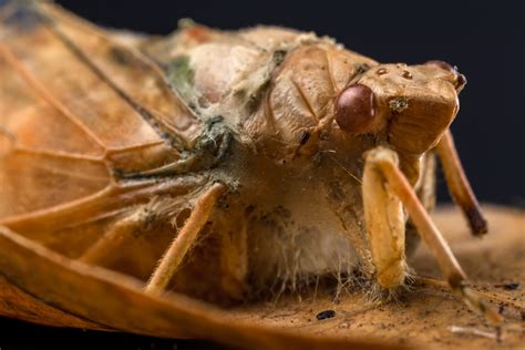 The surprising real world uses of zombie fungi | National Geographic