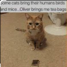 Oliver the Tea-Bringing Cat - Memes - Worst Jokes Ever