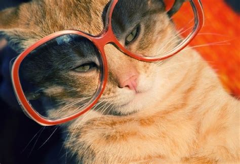 Kedi Resimleri -7- - Sayfa 21