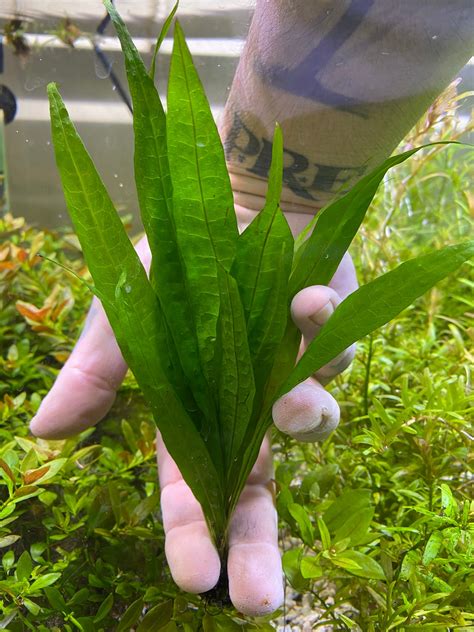 Java Fern Small Leaves at Tip 的图像结果