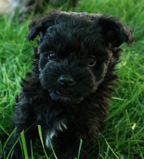 Understanding Maltipoo Health: A Comprehensive Guide to Common Health ...