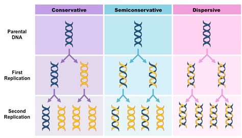 Models for DNA Replication 的图像结果