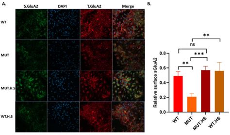 Daily Brief Heat Therapy Reduces Seizures in A350V IQSEC2 Mice and Is ...