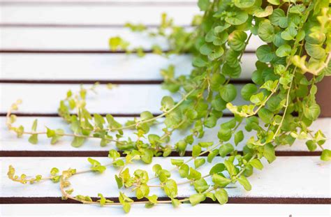 Creeping Jenny: Plant Care & Growing Guide