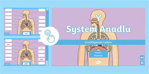 Gweithgaredd Labelu Rhyngweithiol Y System Anadlu - Twinkl