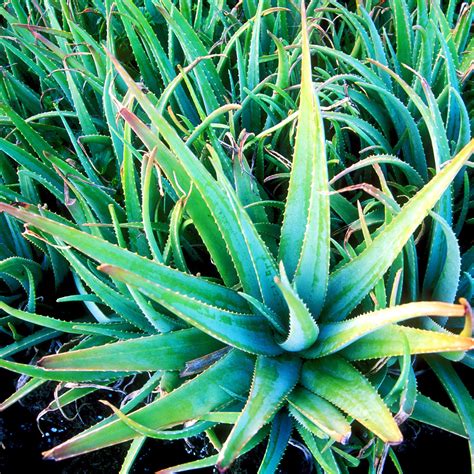 Aloe Plant 的图像结果