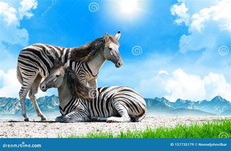 Zorse, a Zebra and Horse Hybrid. Equus Zebra X Equus Caballus Stock ...