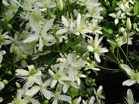Clematis, Sweet Autumn - Campbell's Nursery