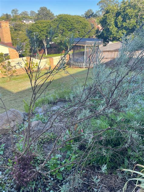 Maintenance of emu bush - super leggy and woody : r/GardeningAustralia