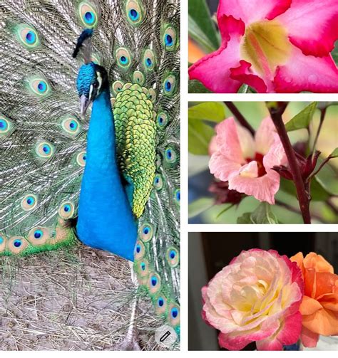 Lakeport Flora and Fauna Gardening Group , 1239 Red Barn Rd., Lakeport ...